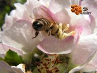 poznaj pszczoły świeczka woskowa pszczoła miodna spotkanie z pszczelarzem
