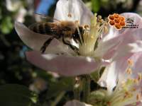 poznaj pszczoły świeczka woskowa pszczoła miodna spotkanie z pszczelarzem