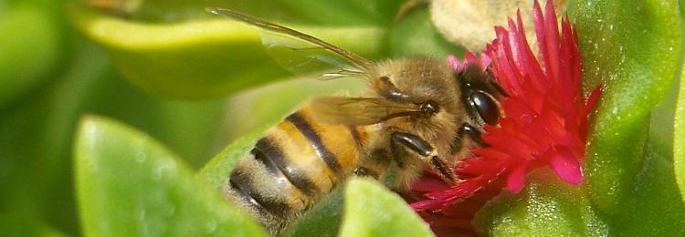 pszczoła zbiera nektar, czerwony kwiatek