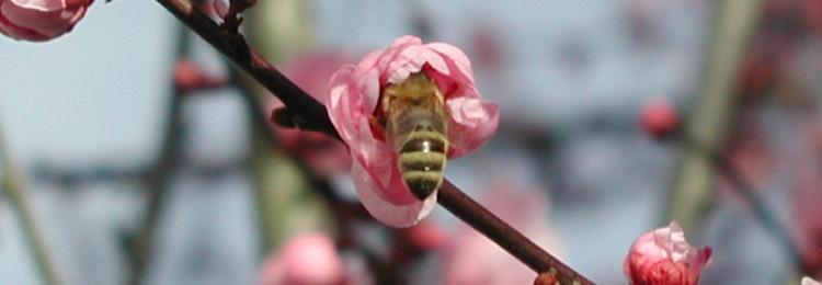 pszczoła, różowy kwiat