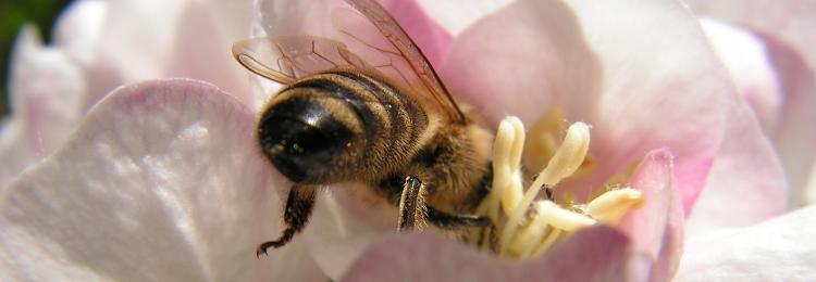 pszczoła miodna zbiera nektar z kwiatów