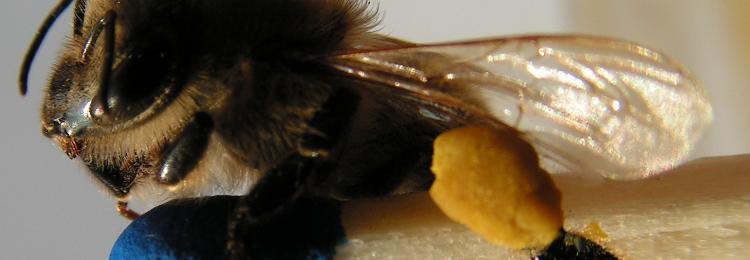 pszczoła miodna na zapałce