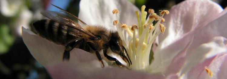 pszczoła miodna na kwiatkach zbiera nektar