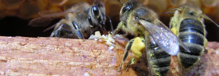 pszczoła miodna z nektarem wejście do ula, pszczoły miodne